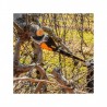 Perche pour sécateur PRUNION PELLENC P100-P150-P200